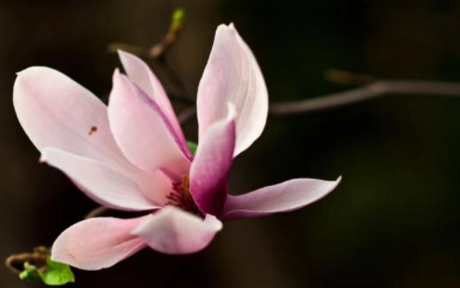 玉蘭花栽培 玉蘭花栽培