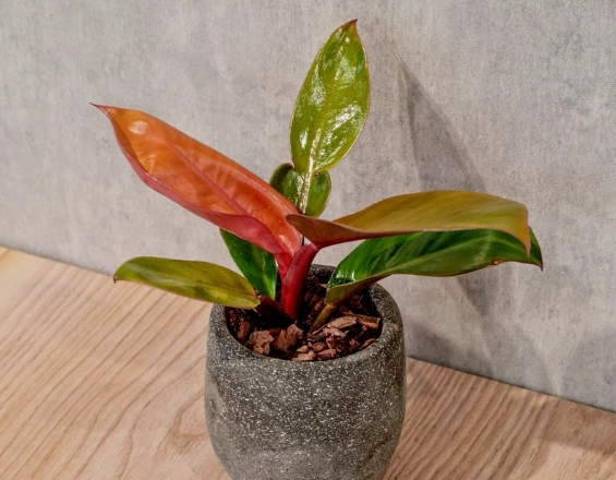 帝王蔓綠絨照顧 帝王蔓綠絨照顧