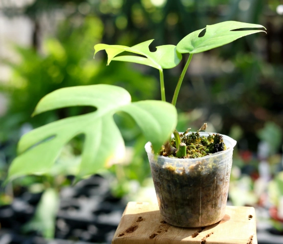 龜背芋水耕技巧
