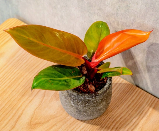 帝王蔓綠絨分類