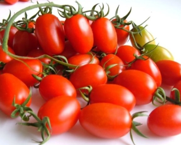 小果番茄種植技巧