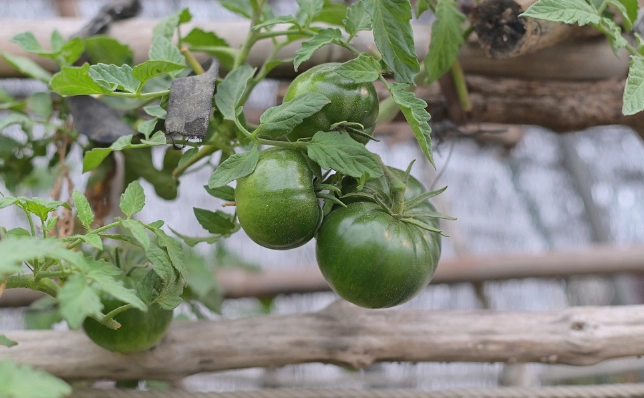 番茄開花管理 番茄開花管理