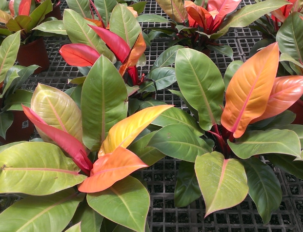 帝王蔓綠絨分類