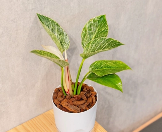 鉑金蔓綠絨養護 鉑金蔓綠絨養護