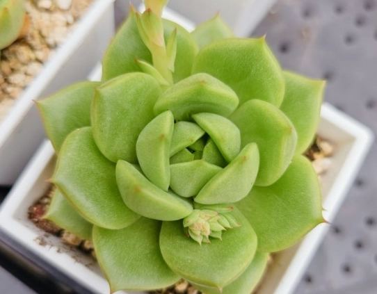 綠鑽植物照顧 綠鑽植物照顧