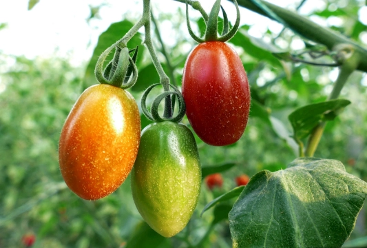 番茄生長階段 番茄生長階段