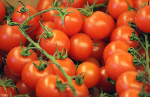 番茄栽培技巧 番茄栽培技巧