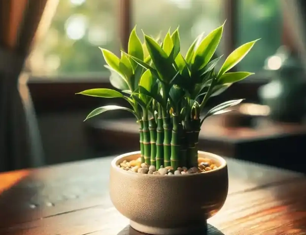 富貴竹修剪方法 富貴竹修剪方法