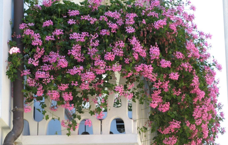 懶人花園設計 懶人花園設計