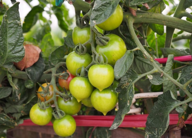 小果番茄健康管理 小果番茄健康管理