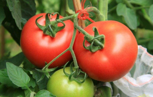 番茄結果方法 番茄結果方法