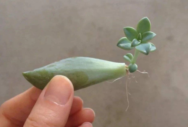 園藝分枝技術 園藝分枝技術