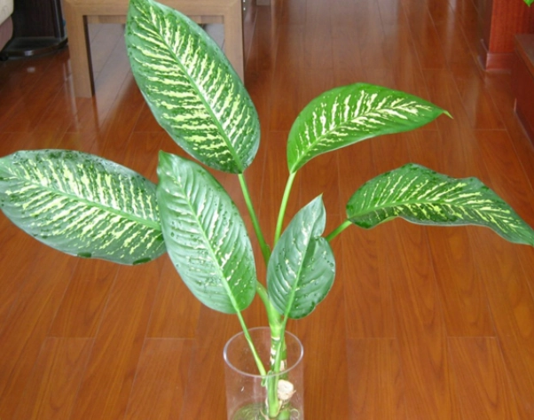 萬年青照顧方法 萬年青照顧方法