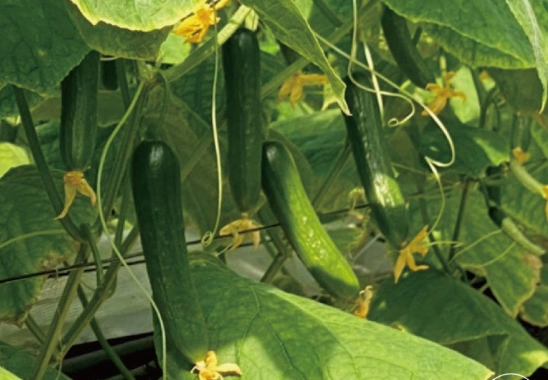 小黃瓜種子發芽 小黃瓜種子發芽