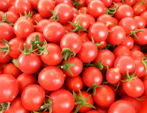 番茄生長階段 番茄生長階段