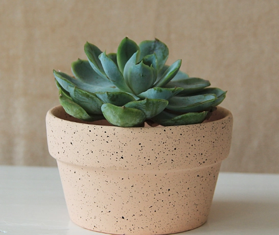 陶瓷盆栽DIY 陶瓷盆栽DIY