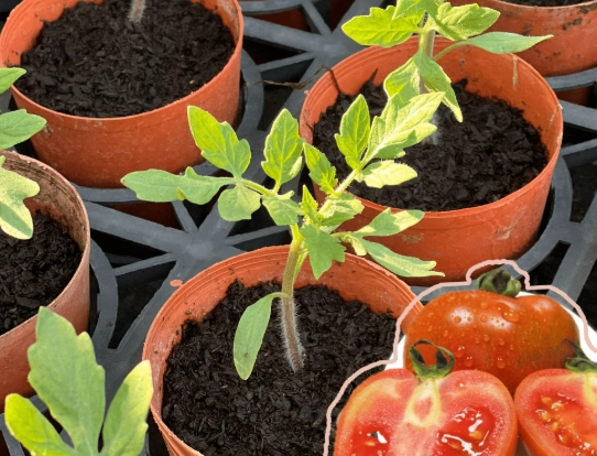 黑柿番茄栽培管理 黑柿番茄栽培管理
