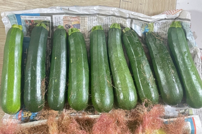 節瓜種植澆水 節瓜種植澆水