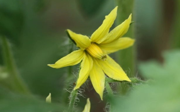 番茄晚疫病症狀 番茄晚疫病症狀