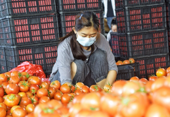 番茄栽培方法 番茄栽培方法