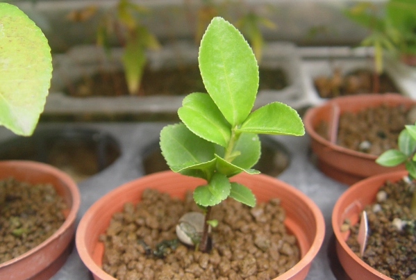 生髮水比較 生髮水比較