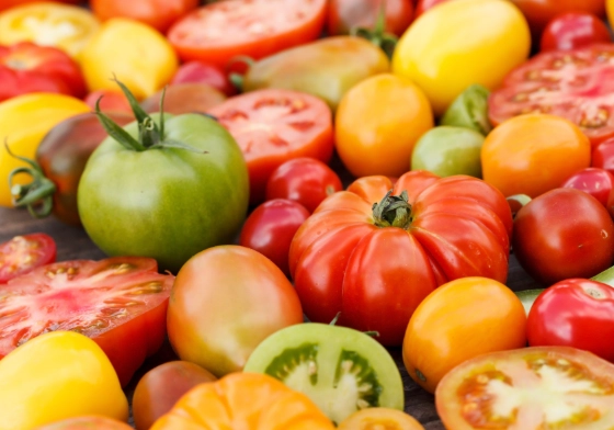 番茄種植時間 番茄種植時間