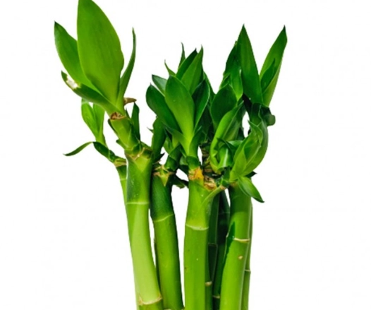 富貴竹葉子黃