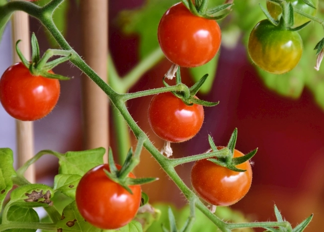 番茄栽培技巧