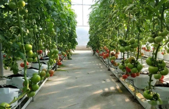 小番茄间距建议 小番茄间距建议