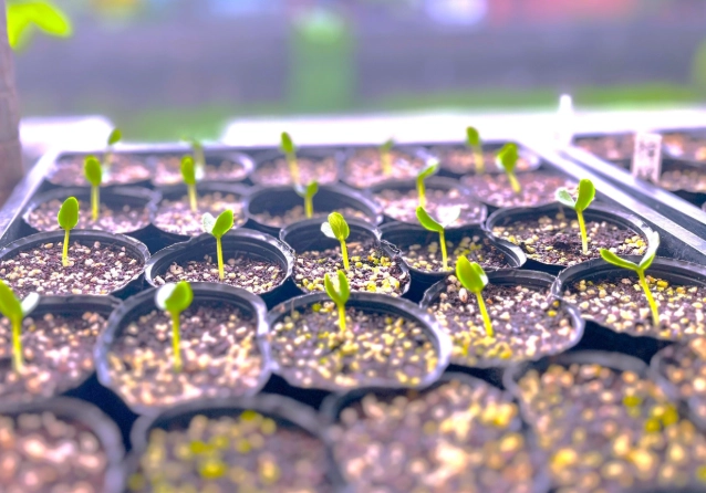 黃瓜打頂時機 黃瓜打頂時機