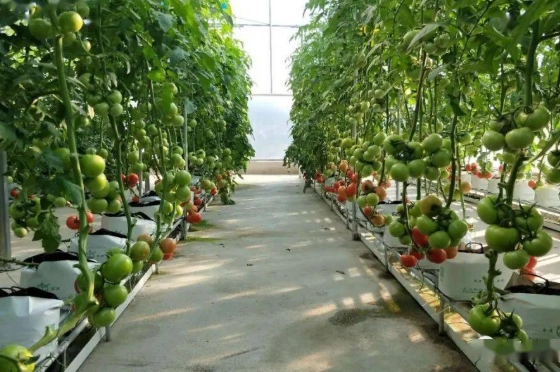 盆栽番茄照顧技巧