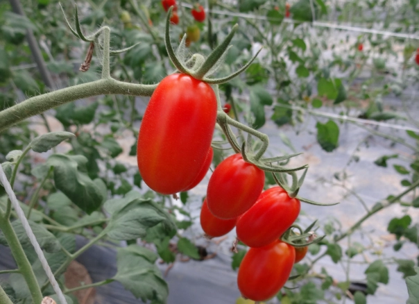 番茄種植方法 番茄種植方法