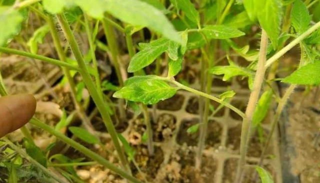 番茄幼苗種植 番茄幼苗種植