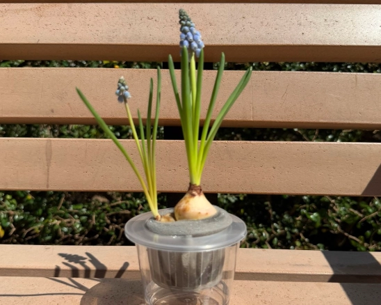 室內水種植物推薦