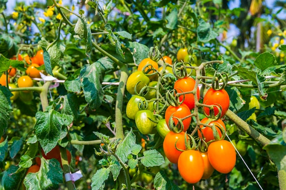 咳嗽飲食禁忌 咳嗽飲食禁忌
