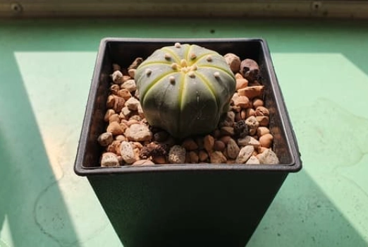 兜生長緩慢原因