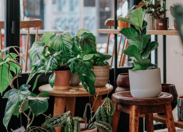 室內植物推薦