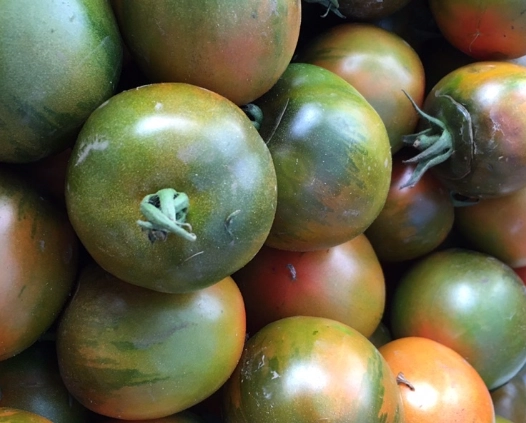 盆栽番茄種植 盆栽番茄種植