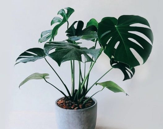 龜背芋節點繁殖