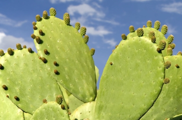 仙人掌生長特性 仙人掌生長特性