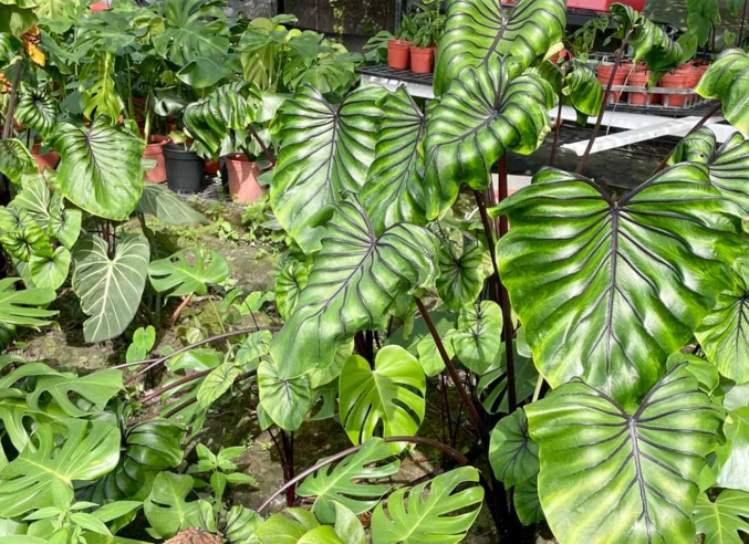 龜背芋水耕技巧