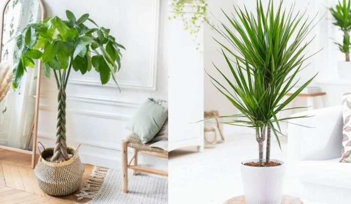 低維護室內植物 低維護室內植物