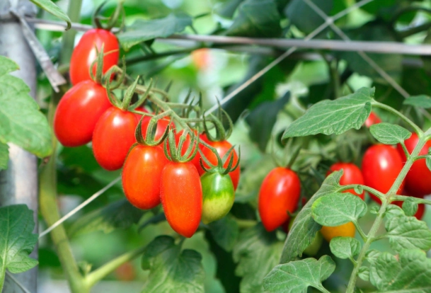 飯後吃蕃茄好處