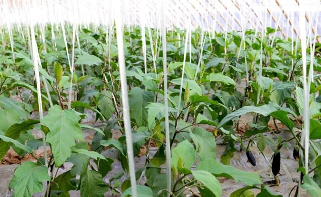 小黃瓜不夠綠原因 小黃瓜不夠綠原因