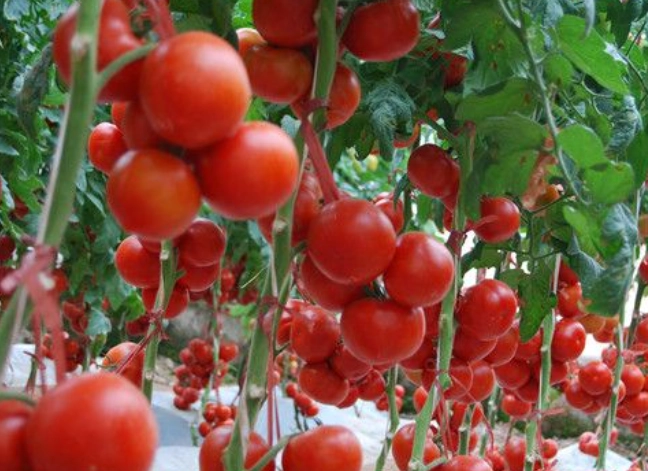 光照對番茄生長影響