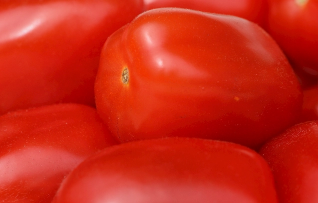 番茄低溫保存 番茄低溫保存