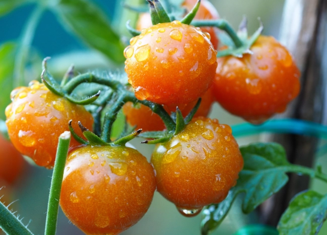 番茄徒長處理 番茄徒長處理