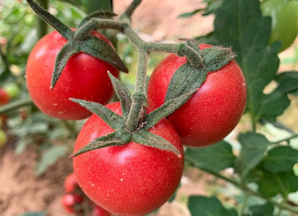 番茄種植技巧