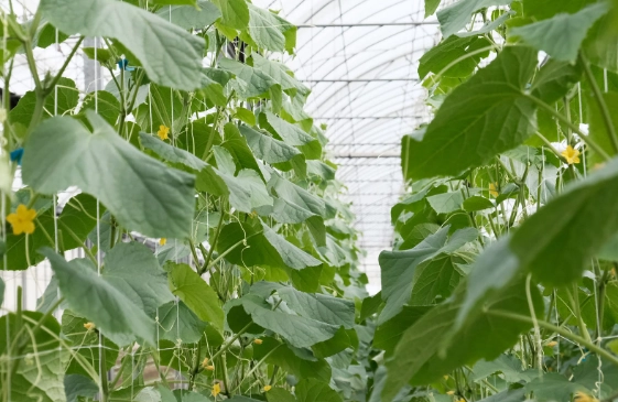 小黃瓜種植方法 小黃瓜種植方法