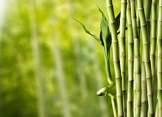 竹子葉子變黃處理 竹子葉子變黃處理